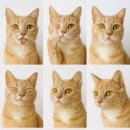 케니애견돌봄센터 이미지