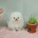 포동포동 이미지