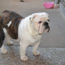 불독 이미지