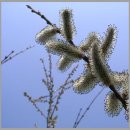 꼬리치는 강아지 이미지