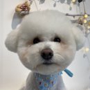 펫살롱 헤아림 이미지