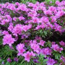 달아공원 이미지