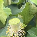 회산백련지 소공원 이미지