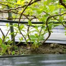 새순2농장 이미지