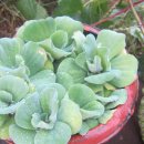 국화농장 이미지