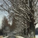 순창 메타세콰이어길 이미지