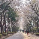 세븐일레븐 경의숲길점 | 서울 벚꽃명소 경의선숲길 벚꽃 20250411 Ver.