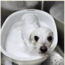 키티앤퍼피 이미지