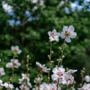 무궁화집 이미지