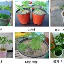 인삼좋은집