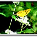 둔내로35 이미지