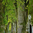 오카리나A | 2026 의성 산수유 축제 일정, 실시간 개화, 볼거리 주차장 정리