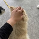 출근길 강아지 유치원 | [멍꿀팁] 천안 강아지 유치원 &#34;개뜰날라운지&#34; 추천_작고 뽀송한 케르베로스도 가능