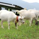 염소 태양광발전소 이미지