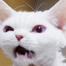 렉스사우나 이미지