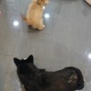 대학로동물병원 이미지