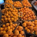 남원읍-90 | 제주 고당도 한라봉 천혜향 택배배송 제주쇠소깍 산물관광농원 직송 만감류 구매후기