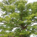 별밭에서 이미지