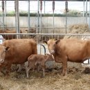 박정미농장 이미지