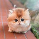 강아지고양이 미유펫 청주점 | 청주고양이분양 꼼꼼하게 비교 후 선택한 미유펫