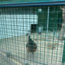 카페529 | 경기도 양평 내추럴가든529 레스토랑 계곡 물놀이 정원카페 아이랑 방문 내돈내산 솔직 방문 후기