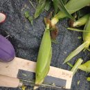 효림농장 이미지