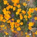 Antelope Valley California Poppy꽃봄소풍 이미지