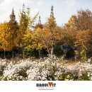 국화공원 이미지