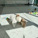포그니병원 | 포그니 향동 애견유치원&amp;애견호텔 픽업과 돌봄 조건 살펴보기