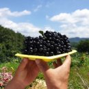 이천희농장 이미지