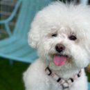 털로덮인친구들 수원매교점 이미지