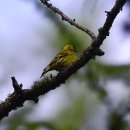 몽골의 새19 - Eurasian Siskin(검은머리방울새) 이미지