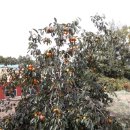 미석농장 이미지