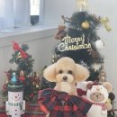 아멜리몽 이미지