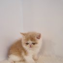 제이제이캣 이미지