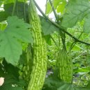 여주-0026 네이버블로그