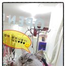 독한고양이애견전문샵 이미지