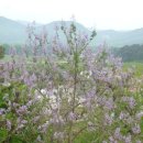 남악사지 이미지