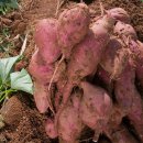 밤나무골농장 이미지