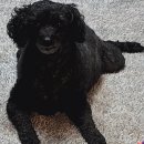 오엠동물병원 이미지