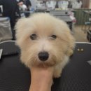 [국비_국민내일배움카드]치매예방놀이강사양성과정Ⅳ | 강아지미용학원 ㅣ 한건물에서 모두 관리되는 강아지미용에 대해서 알아보자!