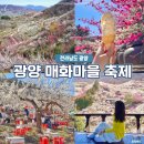 11545-03-31-20 | 2026 광양 매화마을 축제 막바지 실시간 분위기 포토존 현실 후기