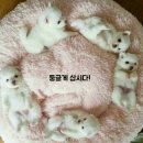 해피 - 화성시 효행로291번길 24 | 해피