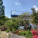 강아지정원 이미지