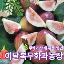 대불주거2로 | [공지] 추석선물 추천│영암 무화과 이달복무화과농장 내돈내산 택배 주문 후기(가격, 방법, 크기, 당도)