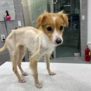 이솜동물병원 이미지