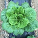 추양농장 이미지