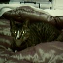 백설세탁 이미지