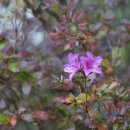 산철쭉 Rhododendron yedoense f. poukhanense (H.Lév.) M. Sugim. 이미지