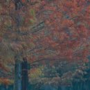 메타세쿼이아랜드 이미지